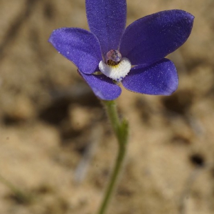 Cyanicula gemmifera